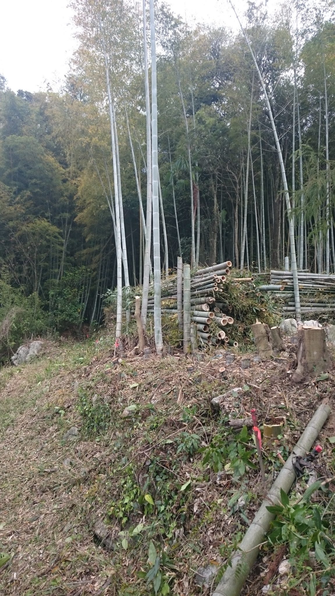 4月　下旬　竹林伐採完了の写真